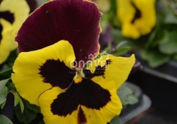 Viola wittrockiana Carneval Lemon Red Wing