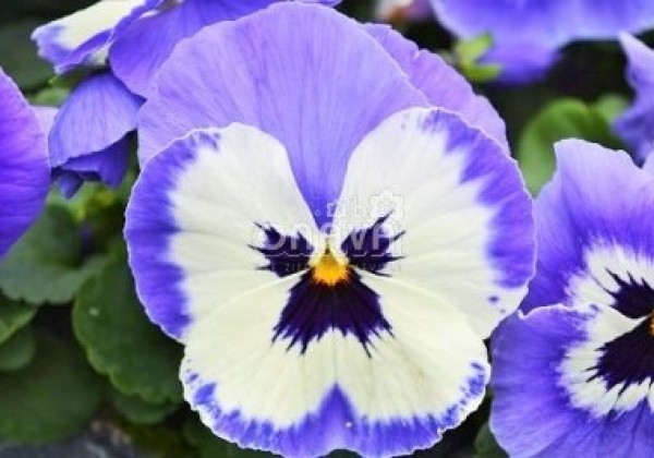 Viola wittrockiana Carneval Marina