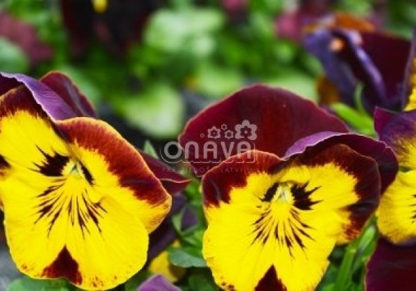 Viola wittrockiana Carneval Midnight Glow
