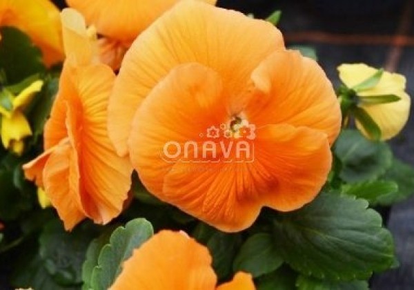 Viola wittrockiana Carneval Orange