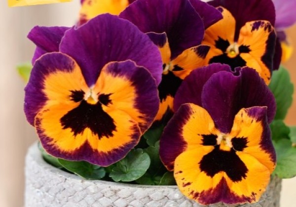 Viola wittrockiana Carneval Orange Purple Wing