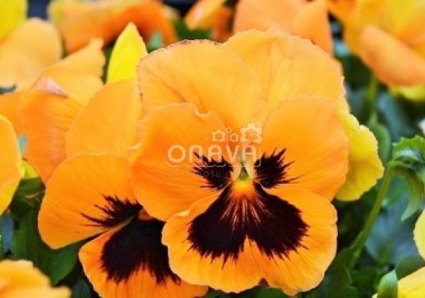 Viola wittrockiana Carneval Orange with Blotch