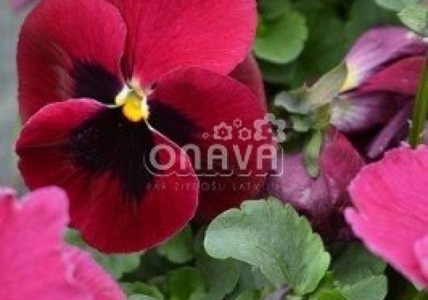Viola wittrockiana Carneval Pink Shades Blotch