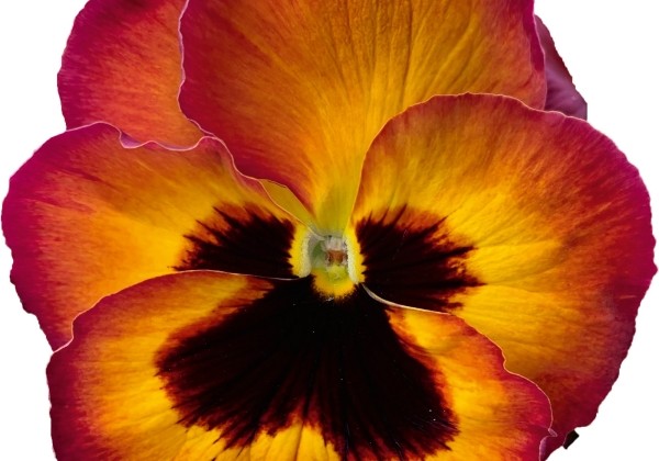 Viola wittrockiana Carneval Red Picotee