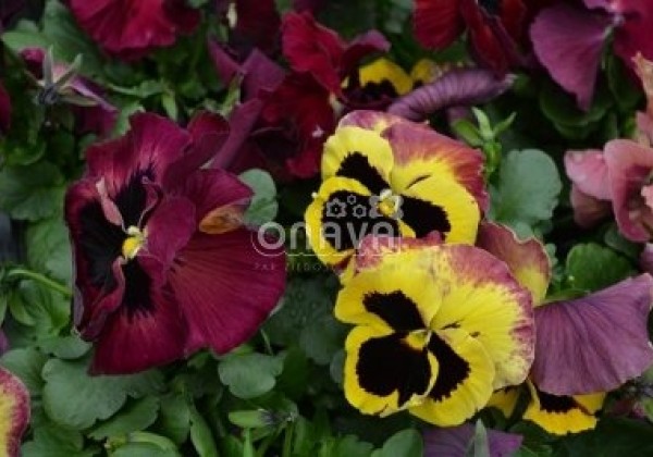 Viola wittrockiana Carneval Rose Ice