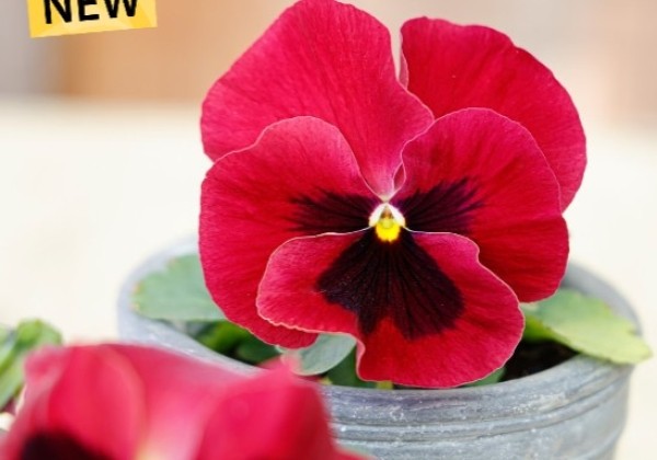 Viola wittrockiana Carneval Sangria