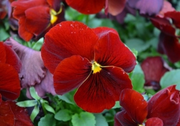 Viola wittrockiana Carneval Scarlet