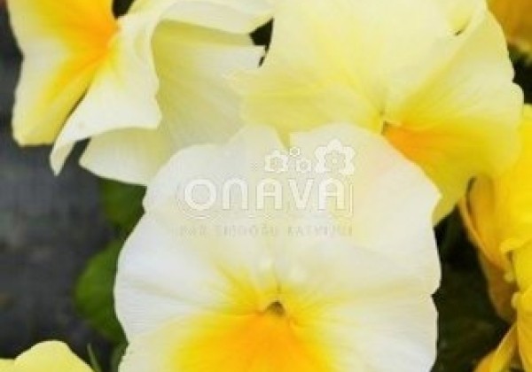 Viola wittrockiana Carneval Sunny Side Up