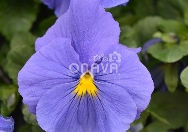Viola wittrockiana Carneval True Blue