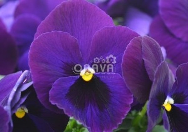 Viola wittrockiana Carneval Violet