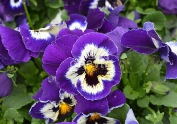 Viola wittrockiana Carneval Violet Face