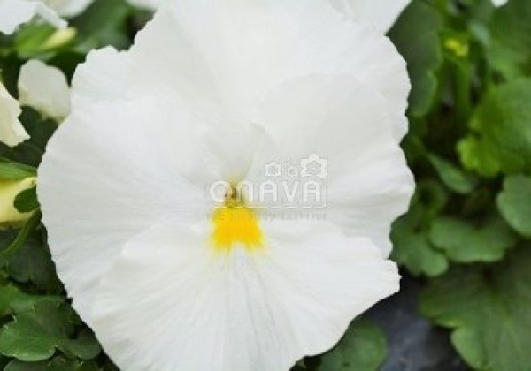 Viola wittrockiana Carneval White