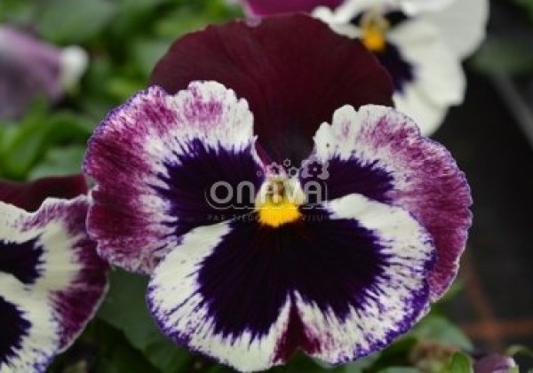 Viola wittrockiana Carneval White Burgundy Wing