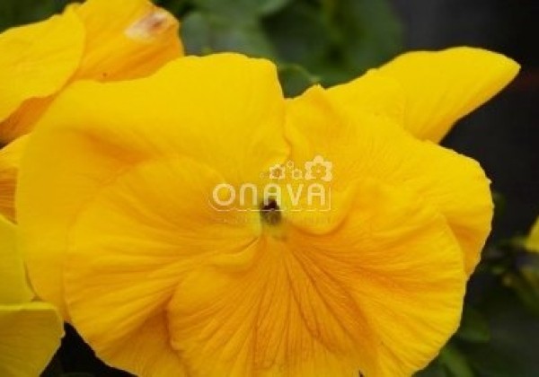 Viola wittrockiana Carneval Yellow