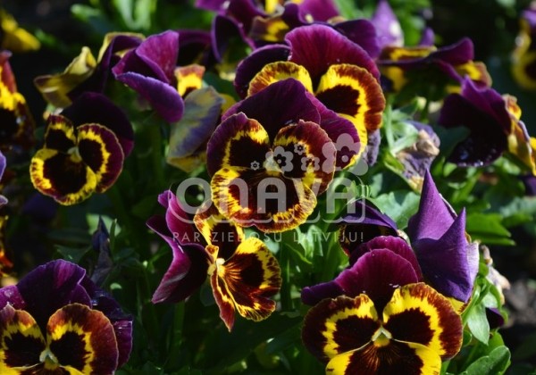 Viola wittrockiana Carneval Yellow Purple Face