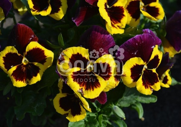 Viola wittrockiana Carneval Yellow Purple Face