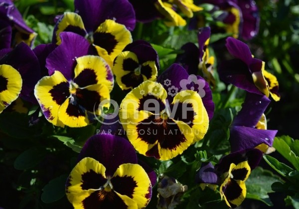 Viola wittrockiana Carneval Yellow Purple Face