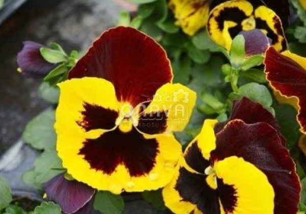 Viola wittrockiana Carneval Yellow Red Wing