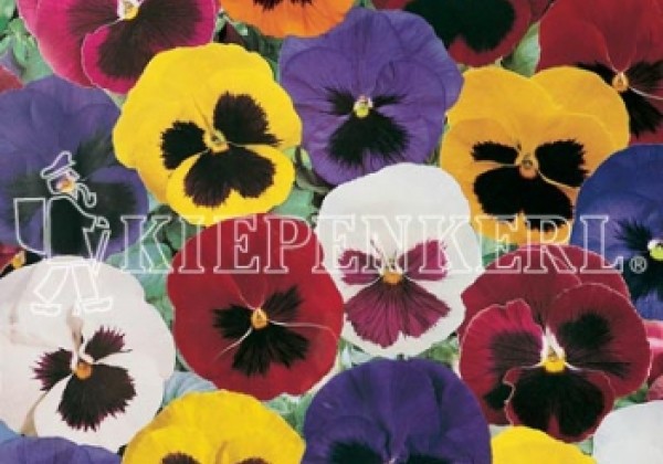 Viola wittrockiana Carneval With Face Mix