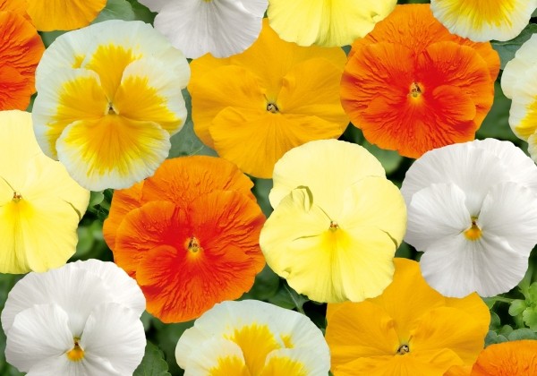 Viola wittrockiana Carneval Citrus Mix