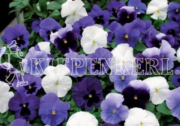 Viola wittrockiana Carneval Ocean Mix