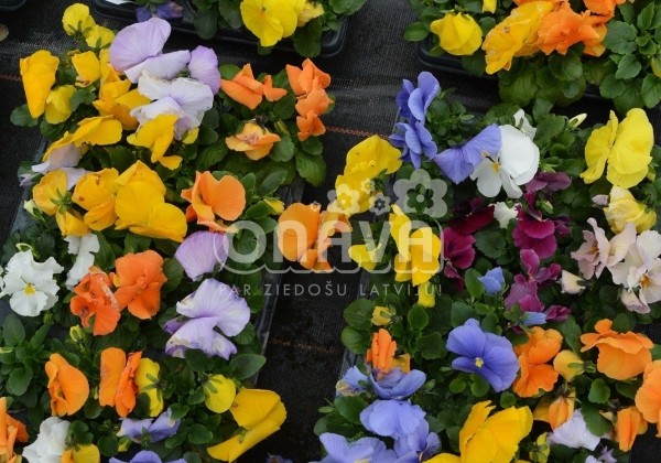 Viola wittrockiana Carneval Pastel Mix