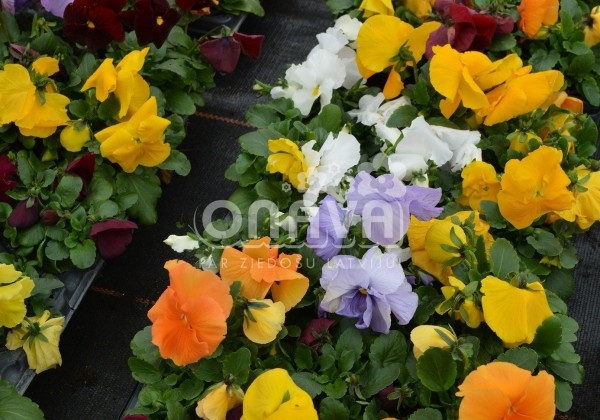 Viola wittrockiana Carneval Pure Colour Mix