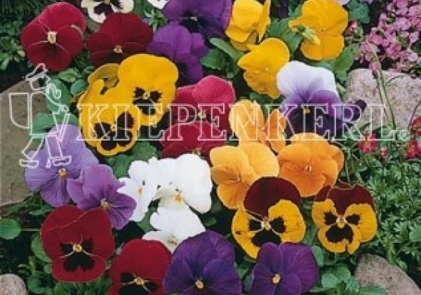 Viola wittrockiana Carneval Complete Mix