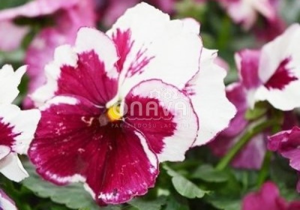 Viola wittrockiana Carneval Special Amarena