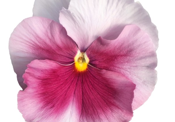 Viola wittrockiana Carneval Special Beacon Rose