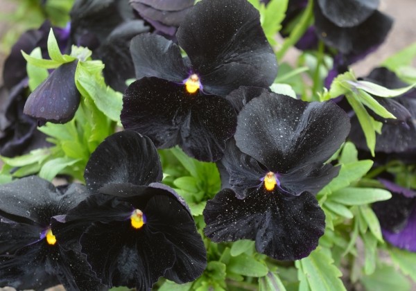 Viola wittrockiana Carneval Special Black