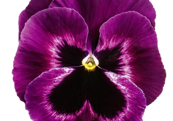 Viola wittrockiana Carneval Special Neon Purple