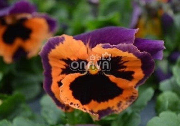Viola wittrockiana Carneval Special Violet and Orange