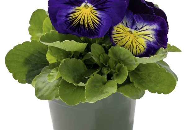 Viola wittrockiana Cats Blue