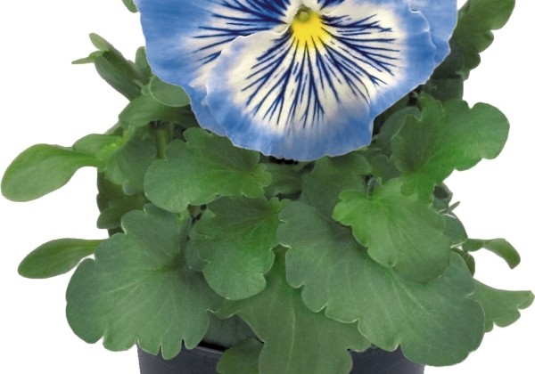 Viola wittrockiana Cats Marina