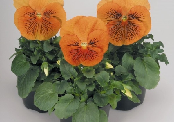 Viola wittrockiana Cats Orange