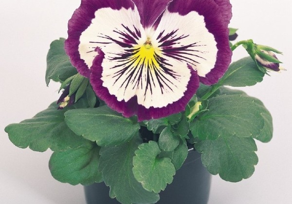 Viola wittrockiana Cats Purple and White