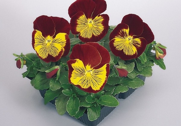 Viola wittrockiana Cats Red and Gold