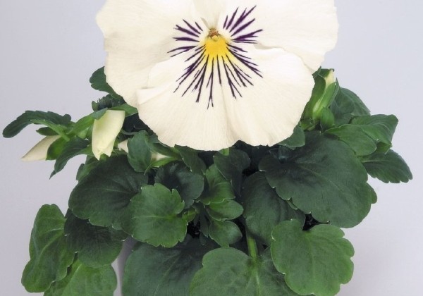 Viola wittrockiana Cats White