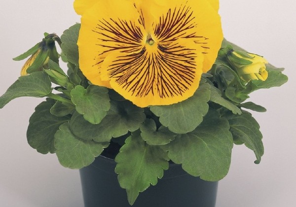 Viola wittrockiana Cats Yellow