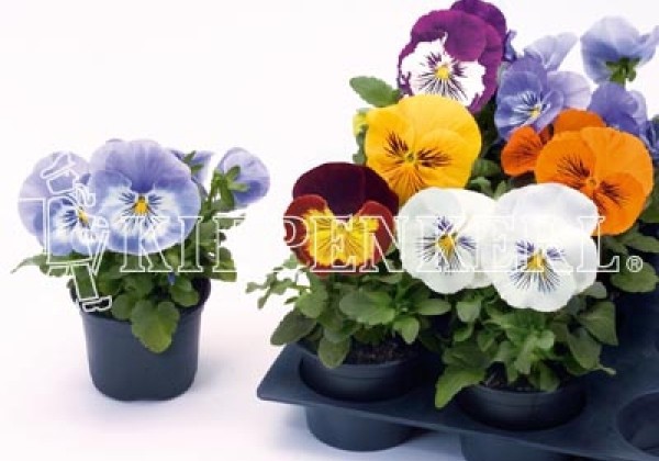 Viola wittrockiana Cats Mix