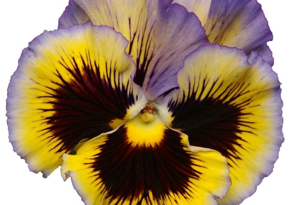 Viola wittrockiana Orchi Blue-Yellow