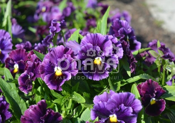 Viola wittrockiana Orchi Burgundy