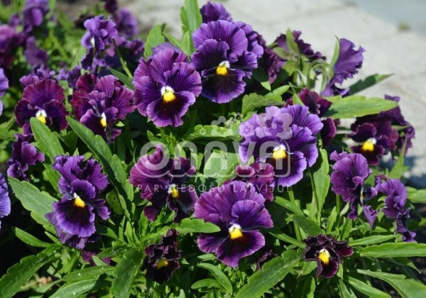 Viola wittrockiana Orchi Burgundy