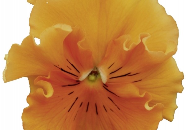 Viola wittrockiana Orchi Orange