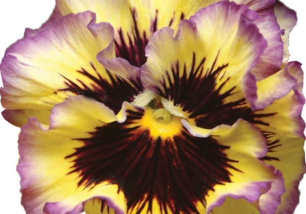 Viola wittrockiana Orchi Purple-Yellow