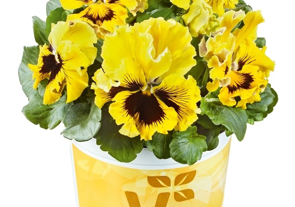 Viola wittrockiana Orchi Yellow