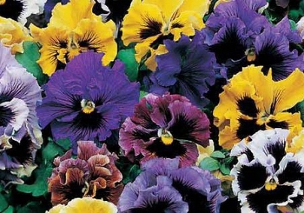 Viola wittrockiana Orchi Mix