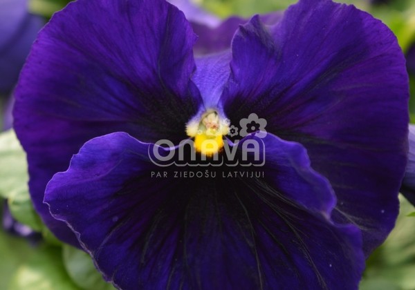 Viola wittrockiana Mega Star Blue with Blotch