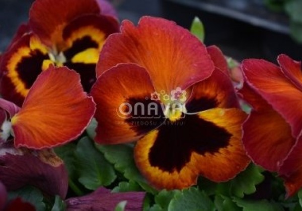Viola wittrockiana Mega Star Fire
